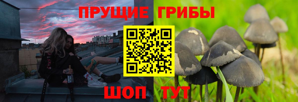 Псилоцибиновые грибы мицелий Ярцево